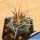 Gymnocalycium spegazzinii x cardenasianum
