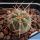 Gymnocalycium spegazzinii x cardenasianum