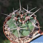 Gymnocalycium intertextum La Higuera, Cordoba, Argentina