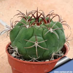 Gymnocalycium marquezii