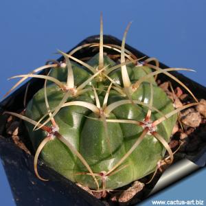 Gymnocalycium monvillei