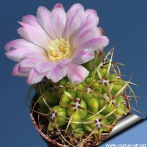 Gymnocalycium monvillei