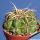 Gymnocalycium monvillei