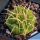 Gymnocalycium monvillei