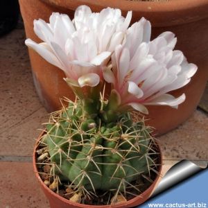 Gymnocalycium ritterianum P219 Sierra Famatina, La Rioja, Argentina, 1800m