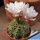Gymnocalycium ritterianum P219 Sierra Famatina, La Rioja, Argentina, 1800m