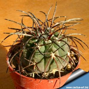 Gymnocalycium spegazzinii v. major