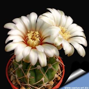 Gymnocalycium vatteri