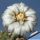 Gymnocalycium vatteri