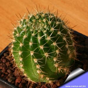 Soehrensia hybrid x trichocereus/echinopsis multi-colored flowers