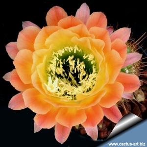 Trichopsis (Trichocereus x Echinopsis hybrid) cv. APRICOT GLOW