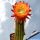 Trichopsis (trichocereus x Echinopsis hybrid) cv. APRICOT GLOW