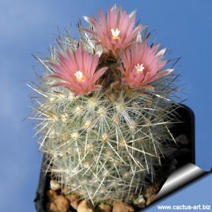 Escobaria organensis SB823 Organ Mountains, Dona Ana County, New Mexico, USA