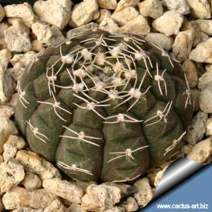 Gymnocalycium ragonesii  P18 Salinas Grandes, altitude 400 m, Cordoba, Argentina