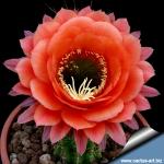 Trichopsis (Trichocereus x Echinopsis hybrid) cv. VOLCANIC SUNSET