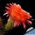 Trichopsis (Trichocereus x Echinopsis hybrid) cv. VOLCANIC SUNSET