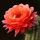 Trichopsis (Trichocereus x Echinopsis hybrid) cv. VOLCANIC SUNSET