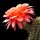 Trichopsis (Trichocereus x Echinopsis hybrid) cv. VOLCANIC SUNSET