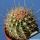Ferocactus alamosanus
