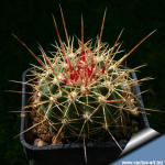 Ferocactus alamosanus