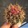 Ferocactus chrysacanthus "rubrispinus" hybrid