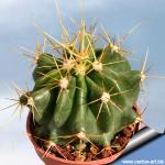 Ferocactus echidnae v. victoriensis