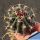 Ferocactus horridus v. brevispinus