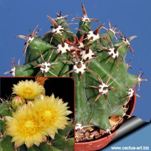 Ferocactus horridius var. brevispinus