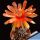 Lobivia arachnacantha "scura" (dark body form)