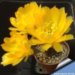 Lobivia arachnacantha "scura" (dark body form)