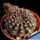 Lobivia arachnacantha "scura" (dark body form)