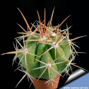 Ferocactus pottsii var. alamosensis (non F. alamosanus)