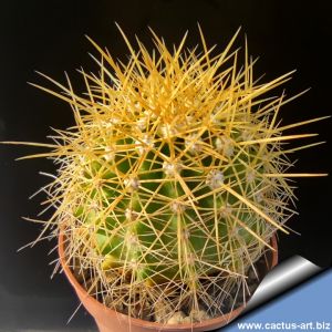 Ferocactus schwarzii Mexico