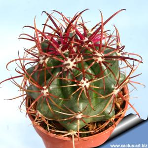 Ferocactus viridiscens (San Diego)