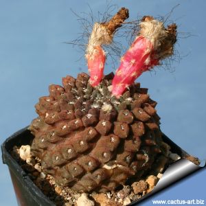 Eriosyce esmeraldana