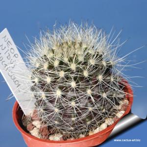 Eriosyce nidus v. multicolor (spines white to black very variable)