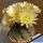 Eriosyce occulta (Neoporteria)