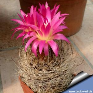 Eriosyce senilis v. multicolor