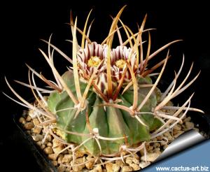 Echinofossulocactus coptonogonus SB13 Salinas, SLP, Mexico