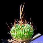 Echinofossulocactus lamellosus