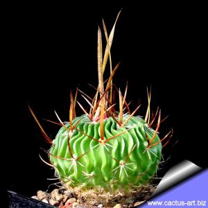 Echinofossulocactus lamellosus
