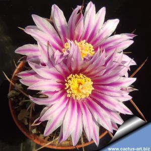 Echinofossulocactus lamellosus 'hastatus'