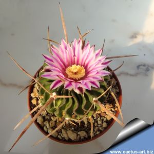 Echinofossulocactus lamellosus 'hastatus'