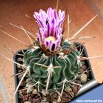 Echinofossulocactus lamellosus 'hastatus'