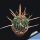 Echinofossulocactus lamellosus 'hastatus'