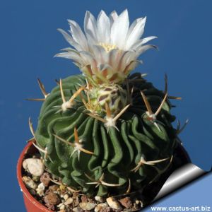 Echinofossulocactus cv. White Flowers (fiori bianchi)