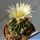 Echinofossulocactus cv. White Flowers (fiori bianchi)