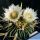 Echinofossulocactus cv. White Flowers (fiori bianchi)