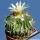 Echinofossulocactus tricuspidatus