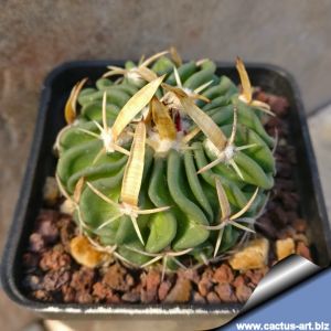 Echinofossulocactus tricuspidatus